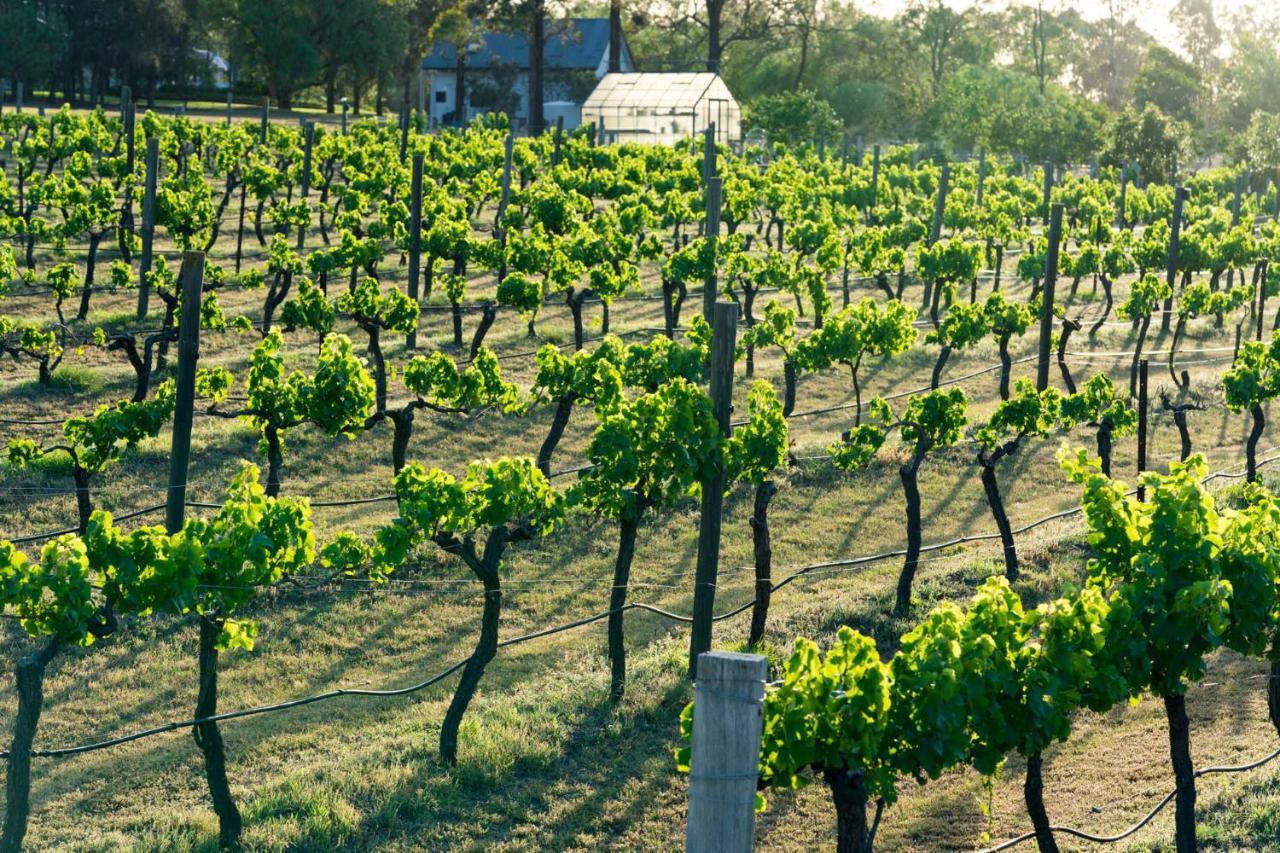 Thistle Hill Guesthouse - Walk To Many Wineries And Restaurants Pokolbin Exteriér fotografie