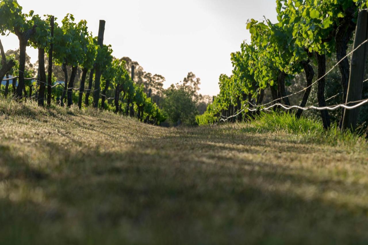 Thistle Hill Guesthouse - Walk To Many Wineries And Restaurants Pokolbin Exteriér fotografie